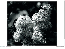 Tablet Screenshot of krokofant.foto.no
